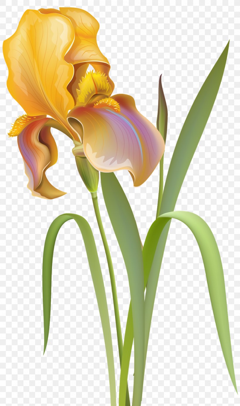 Flower Clip Art, PNG, 945x1600px, Flower, Cattleya, Crocus, Cut Flowers, Flowering Plant Download Free