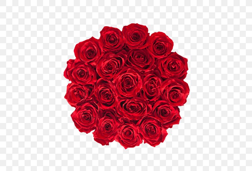 Garden Roses Cut Flowers Red, PNG, 600x556px, Garden Roses, Box, Cut Flowers, Floral Design, Floribunda Download Free