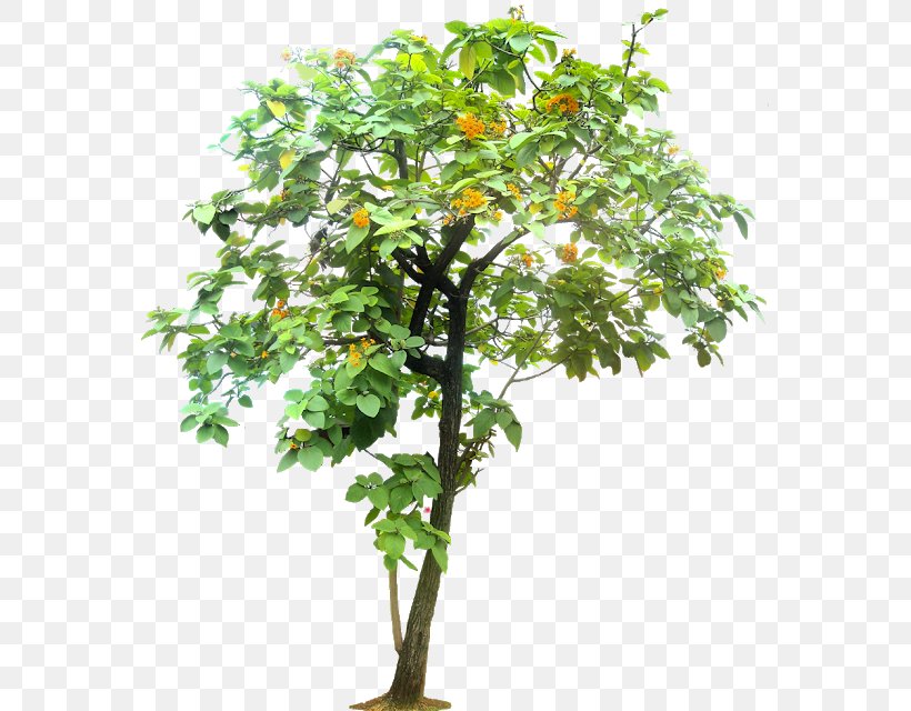 Geiger Tree Arecaceae, PNG, 565x640px, Tree, Arecaceae, Branch, Bucida, Cottonwood Download Free