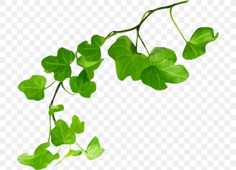 Leaf Green Plant Stem, PNG, 700x593px, Leaf, Branch, Cartoon, Grass, Green Download Free