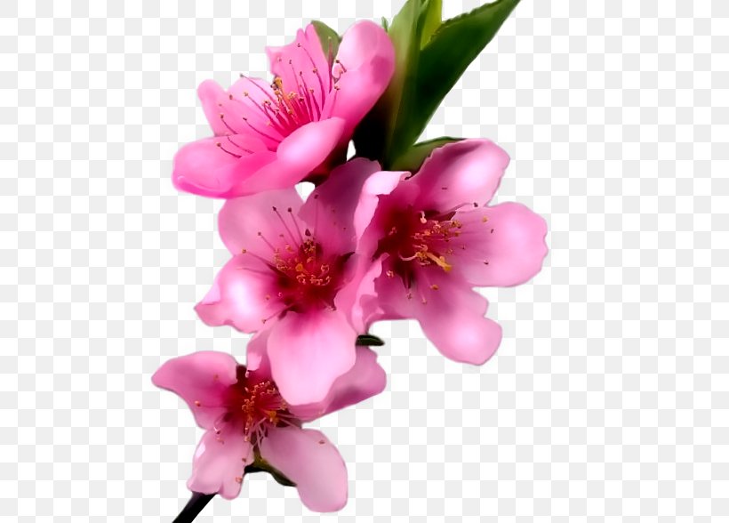 Paper Pink Flower, PNG, 517x588px, Paper, Blossom, Branch, Cherry Blossom, Color Download Free