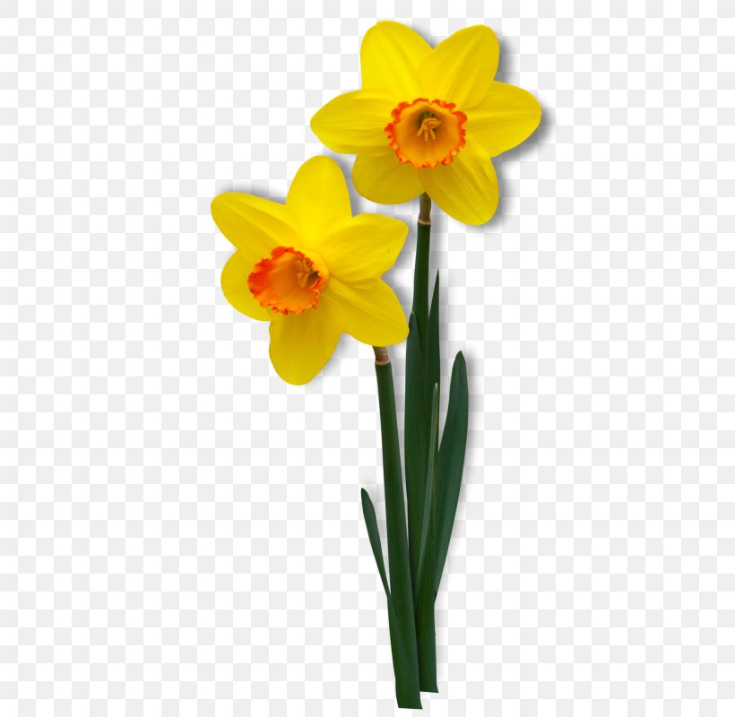 Clip Art Image Daffodil Flower, PNG, 443x800px, Daffodil, Amaryllis Family, Cartoon, Cut Flowers, Decoupage Download Free