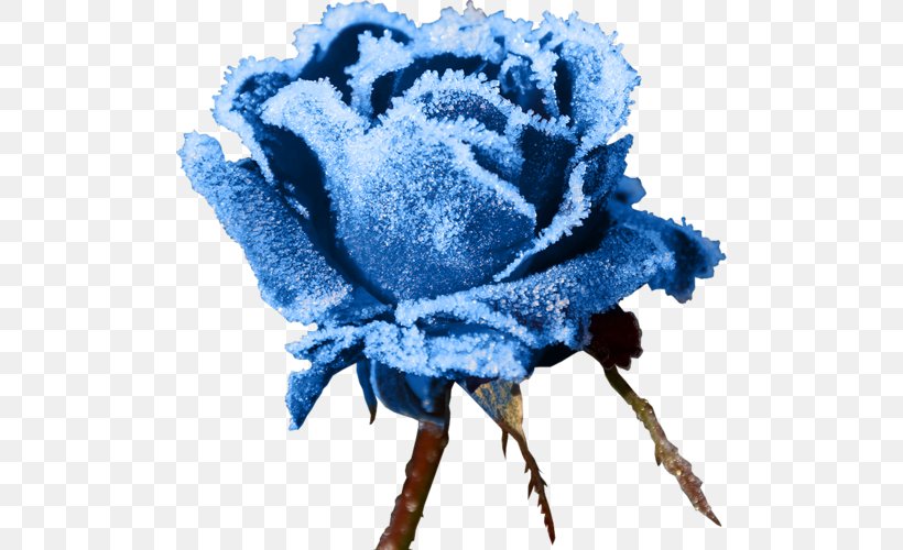 Rose Frost Snowflake Winter Flower, PNG, 500x500px, Rose, Black Rose, Blue, Blue Rose, Color Download Free