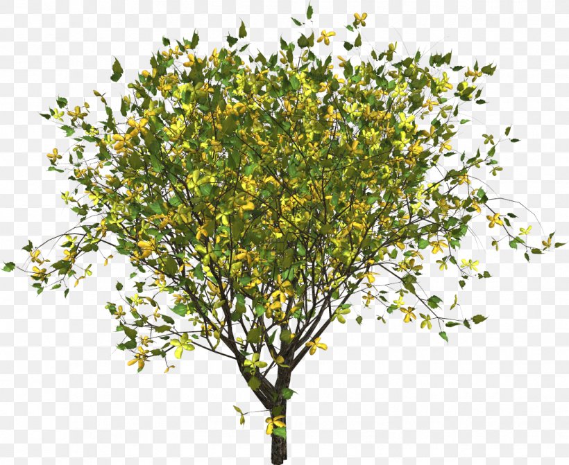 Twig Branch Tree Yellow, PNG, 1121x918px, Twig, Branch, Color, Crown, Fir Download Free