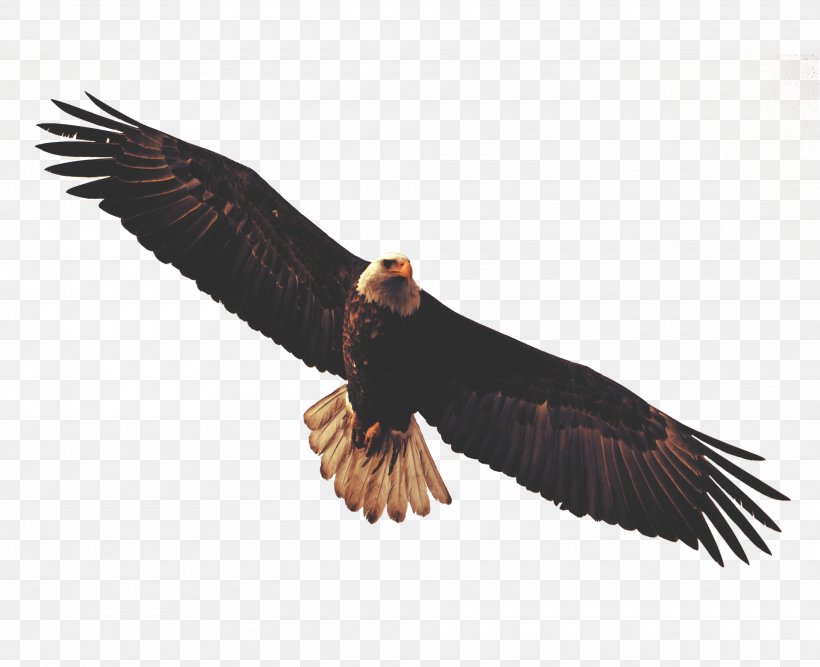 Bald Eagle Sticker Wall Decal, PNG, 1920x1563px, Bald Eagle, Accipitriformes, Adhesive, Beak, Bird Download Free
