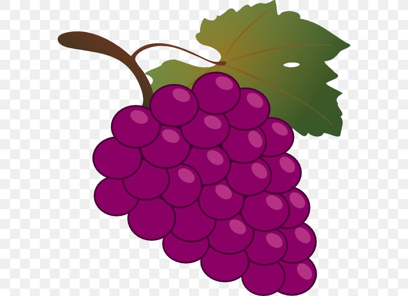 Common Grape Vine Wine Free Content Clip Art, PNG, 588x595px, Common Grape Vine, Cartoon, Flowering Plant, Food, Free Content Download Free