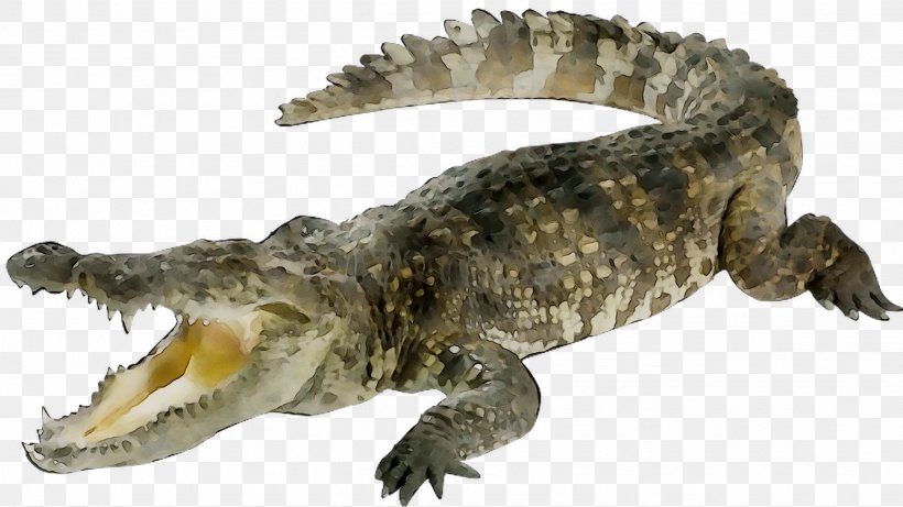 Crocodile Reptile Animal Giant African Snail Alligators, PNG, 1937x1089px, Crocodile, Alligator, Alligators, American Alligator, American Crocodile Download Free