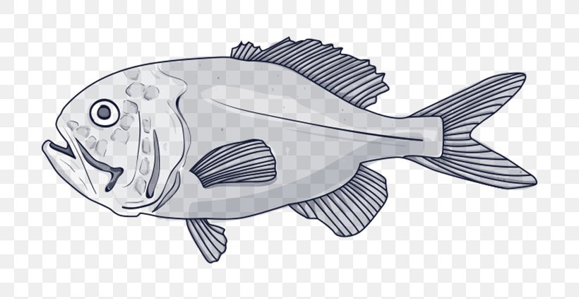 Deep Sea Fish Orange Roughy Blue Grenadier Species, PNG, 732x423px, Fish, Animal, Animal Figure, Blue Grenadier, Deep Sea Fish Download Free