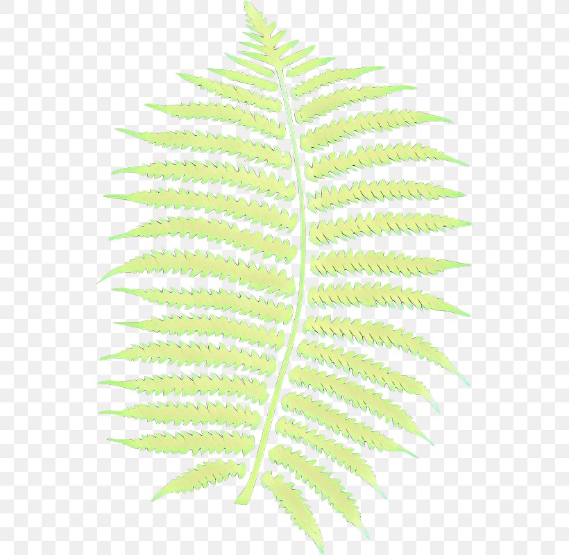 Leaf Plant Stem Line Tree Plants, PNG, 542x800px, Leaf, Botany, Fern, Flower, Plant Download Free