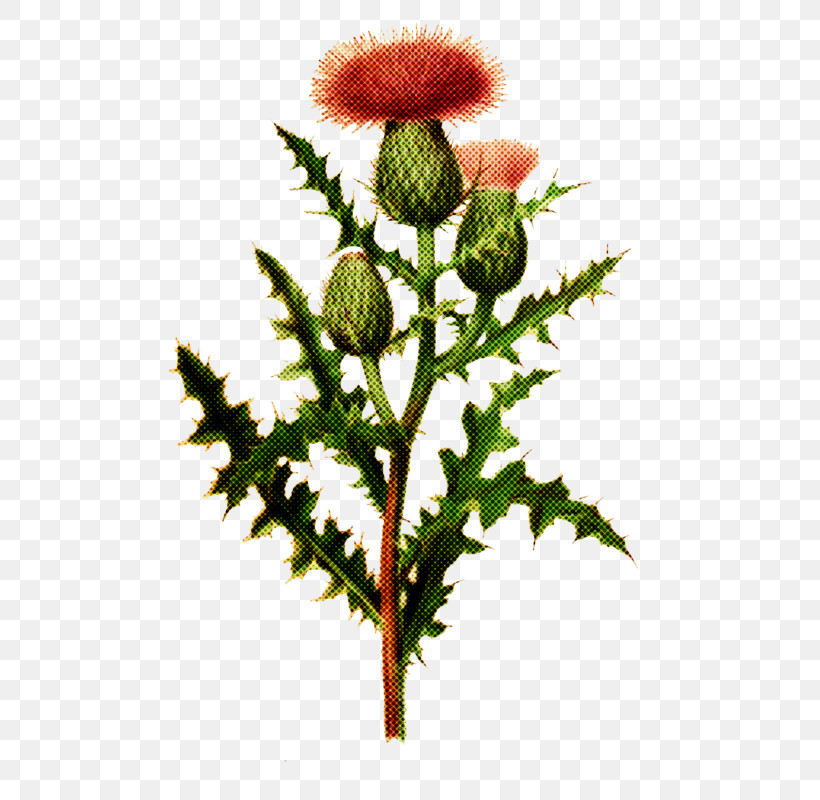Flower Plant Bud Plant Stem Oriental Poppy, PNG, 515x800px, Flower, Bud, Globe Thistle, Oriental Poppy, Plant Download Free