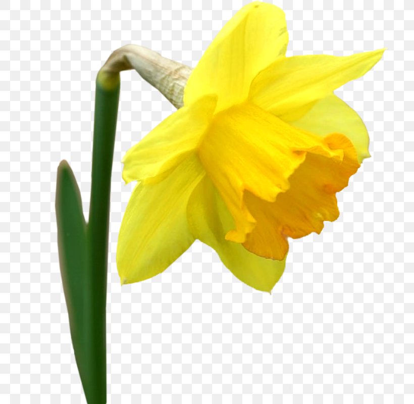 Flower Yellow I Wandered Lonely As A Cloud Tulip Clip Art, PNG, 724x800px, Flower, Amaryllis Family, Bunchflowered Daffodil, Daffodil, Flower Bouquet Download Free