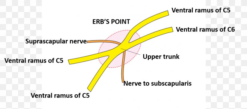 Nerve Point Of Neck Brachial Plexus Medial Cutaneous Nerve Of Arm Upper Trunk Posterior Triangle Of The Neck, PNG, 1420x630px, Watercolor, Cartoon, Flower, Frame, Heart Download Free