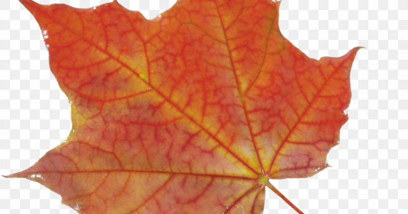 Desktop Wallpaper Image File Formats Clip Art, PNG, 1200x630px, Image File Formats, Autumn, Autumn Leaf Color, Image Resolution, Image Scanner Download Free