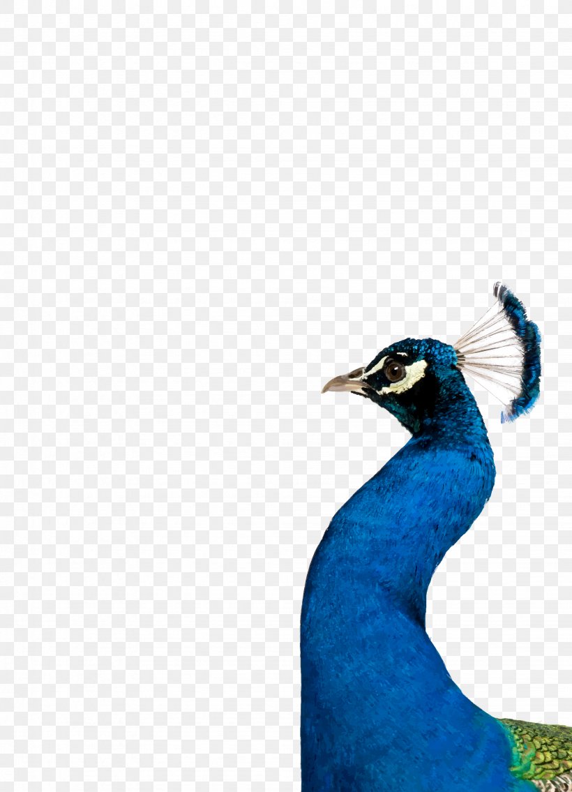 Bird Beak Feather Galliformes Cobalt Blue, PNG, 2046x2834px, Bird, Beak, Blue, Cobalt, Cobalt Blue Download Free