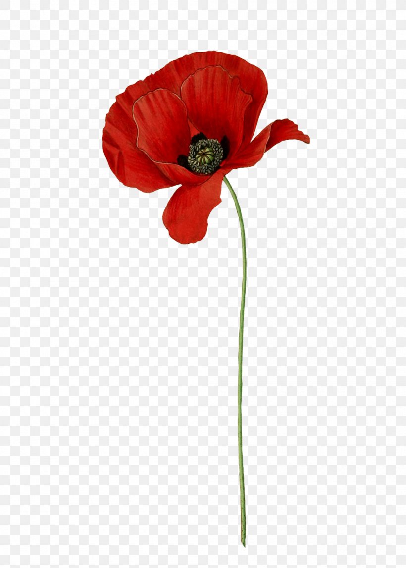 Common Poppy Botanical Illustration Clip Art, PNG, 1000x1399px, Poppy, Botanical Illustration, Botany, California Poppy, Common Poppy Download Free