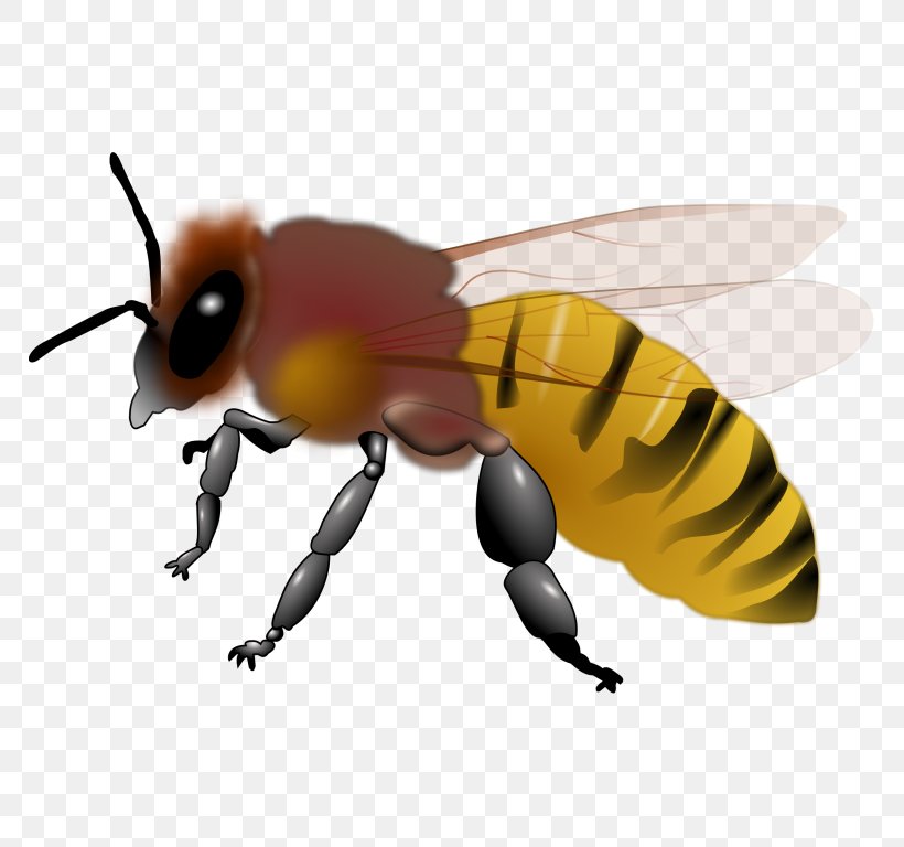 Honey Bee Maya Clip Art, PNG, 768x768px, Bee, Arthropod, Beehive, Bumblebee, Drawing Download Free