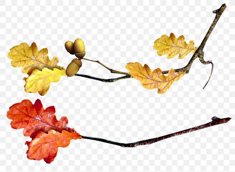 Twig Leaf Autumn, PNG, 800x602px, Twig, Autumn, Autumn Leaf Color, Branch, Flora Download Free