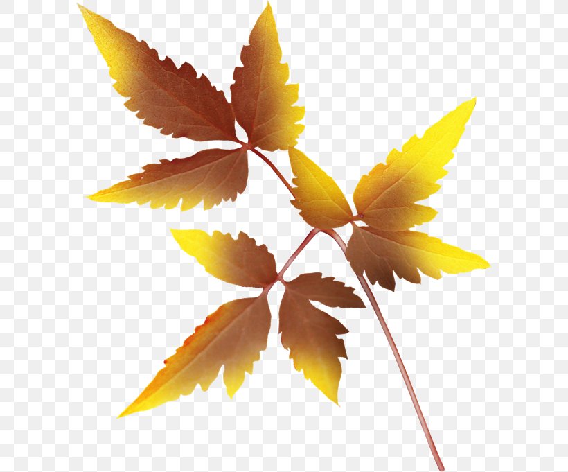 Leaf Autumn Leaves Painting Clip Art, PNG, 600x681px, Leaf, Autumn, Autumn Leaves, Green, Internet Download Free