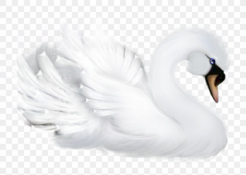 Mute Swan Bird Goose Duck Cygnini, PNG, 900x642px, Mute Swan, Beak, Bird, Black And White, Cygnini Download Free