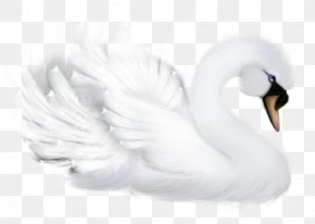 Swans - Mute Swan Bird Goose Duck Cygnini PNG