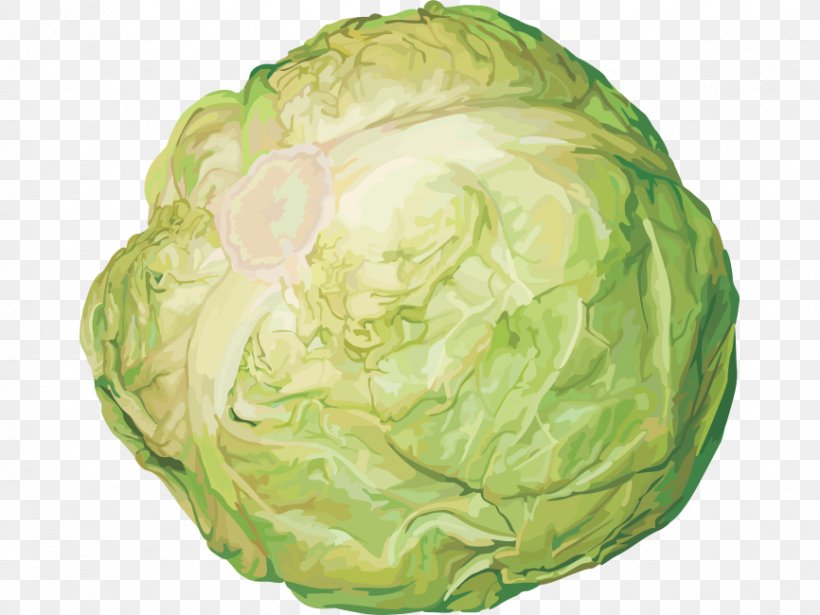 Red Cabbage Cauliflower Vegetable, PNG, 866x650px, Cabbage, Bok Choi, Brussels Sprout, Cauliflower, Collard Greens Download Free