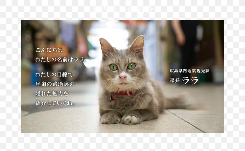 Cat 猫の細道 Tourism Map Google Street View, PNG, 680x506px, Cat, American Shorthair, Carnivoran, Cat Like Mammal, Domestic Short Haired Cat Download Free