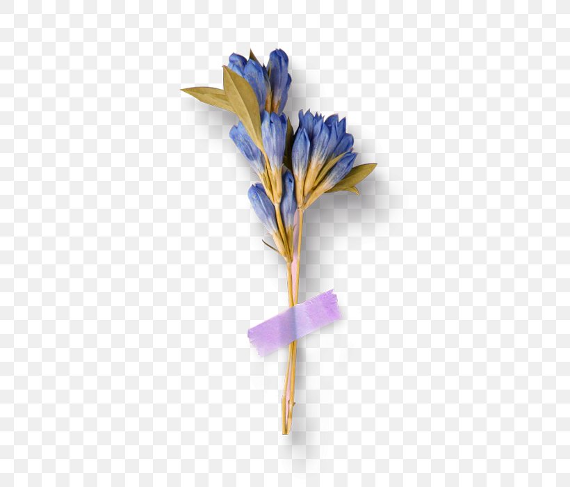 Flower Download Blue, PNG, 600x700px, Flower, Blue, Designer, Flower Bouquet, Nosegay Download Free