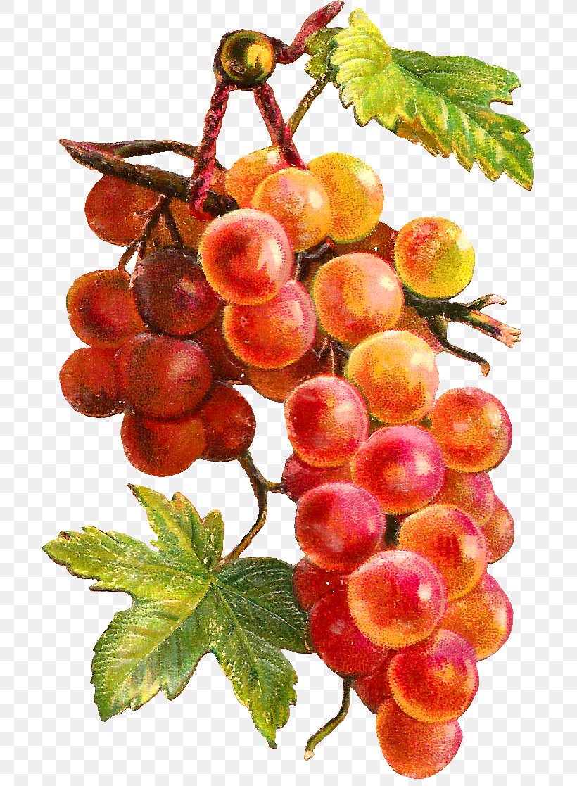 Fruit Grape Watercolor Painting Vegetable, PNG, 699x1117px, Fruit, Art, Berry, Currant, Decoupage Download Free