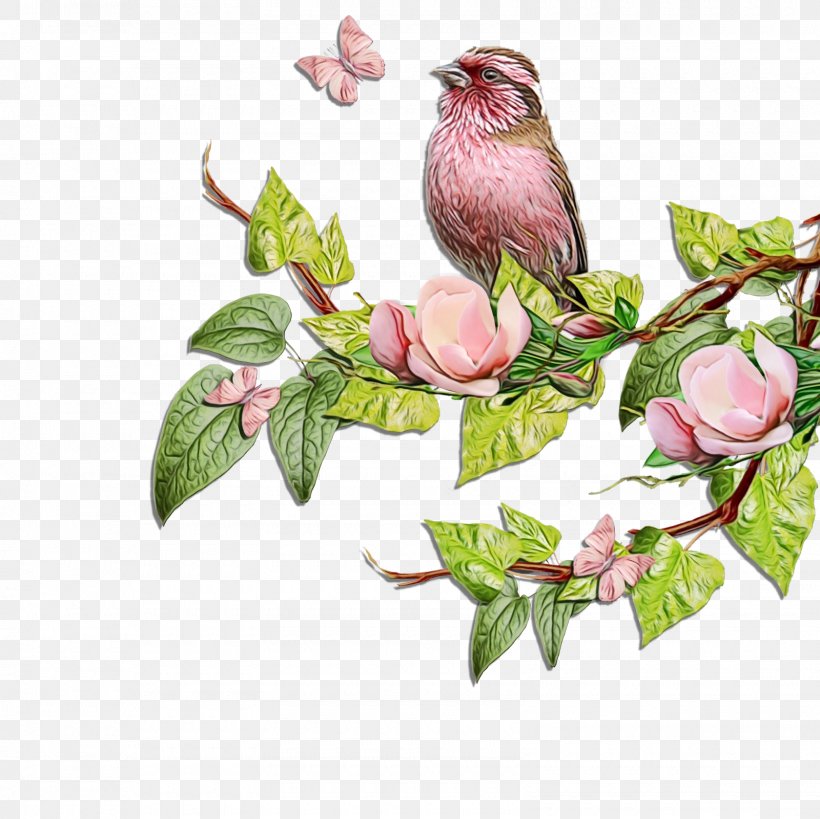 Magnolia Flower, PNG, 1600x1600px, 2018, Bird, American Rosefinches, Branch, Callyjo Download Free