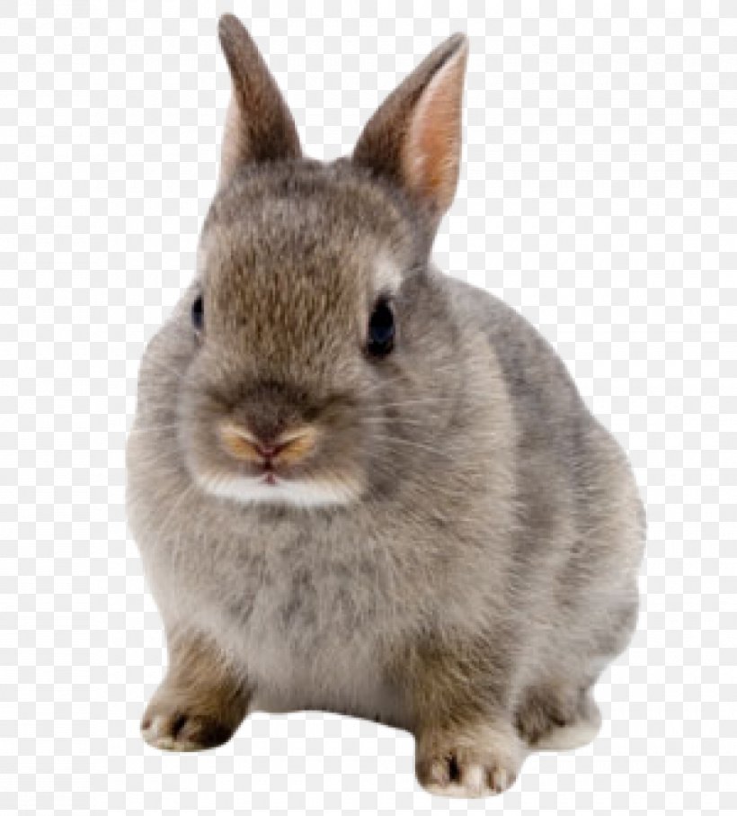 Netherland Dwarf Rabbit Domestic Rabbit Hare Lionhead Rabbit Mini Rex, PNG, 980x1084px, Netherland Dwarf Rabbit, Breed, Domestic Rabbit, Dwarf Rabbit, Fauna Download Free