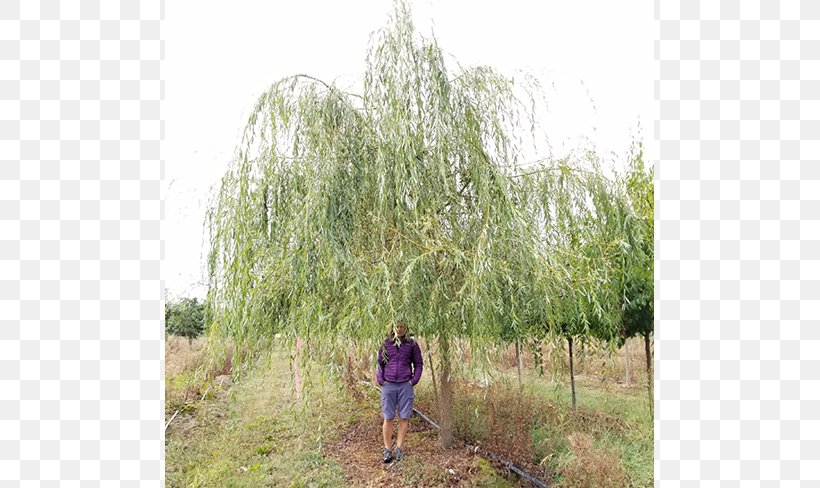 Weeping Willow Tree Salix Alba Salix Pentandra Shrub, PNG, 650x488px, Weeping Willow, Agriculture, Birch, Branch, Crop Download Free