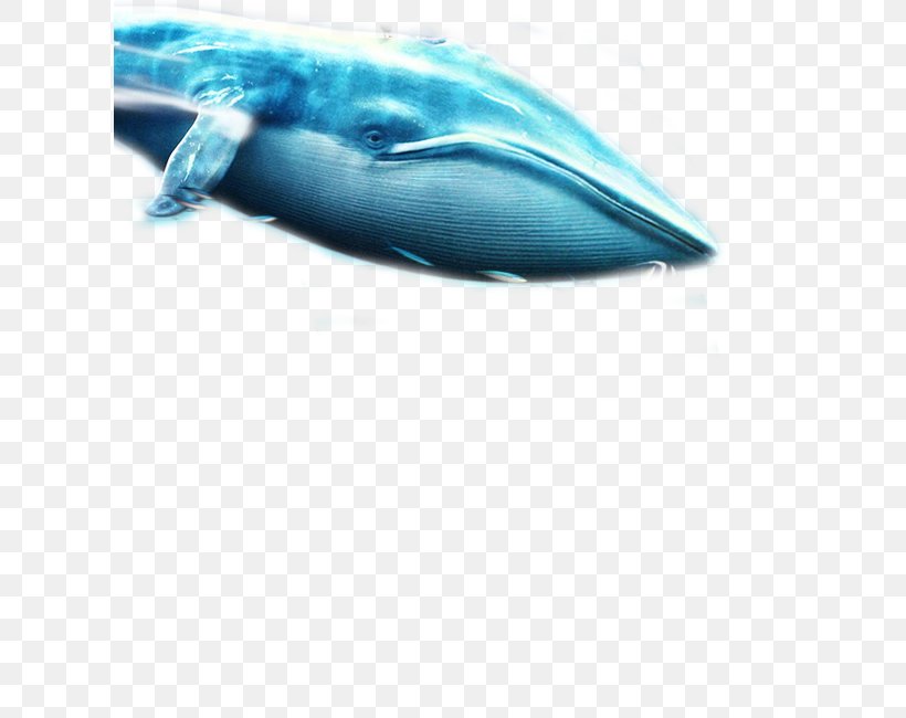Baleen Whale Blue Whale, PNG, 614x650px, Baleen Whale, Aqua, Azure, Blue, Blue Whale Download Free