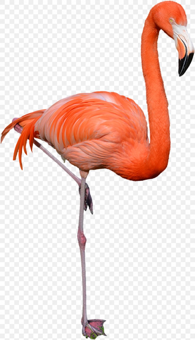 Flamingo Cartoon, PNG, 1140x1985px, Flamingo, Beak, Bird, Feather, Greater Flamingo Download Free