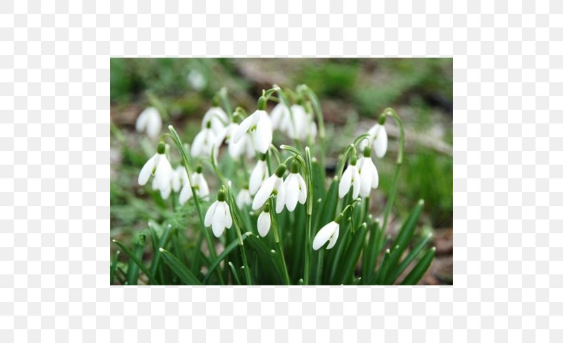 Galanthus Nivalis Bulb Fritillaria Meleagris Flower Hyacinth, PNG, 500x500px, Galanthus Nivalis, Bulb, Crocus, Daffodil, Flower Download Free