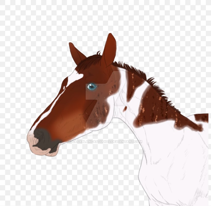 Halter Mustang Mane Stallion Rein, PNG, 800x801px, Halter, Bridle, Horse, Horse Care, Horse Like Mammal Download Free