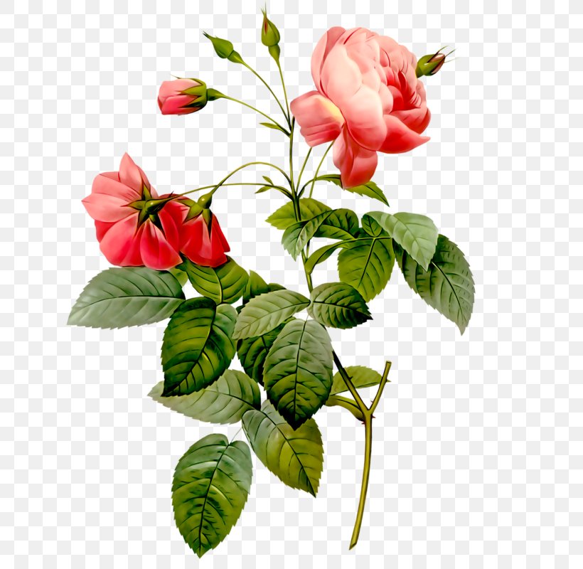 Rose Flower Stock Photography Clip Art, PNG, 667x800px, Rose, Art, Branch, Cut Flowers, Flower Download Free