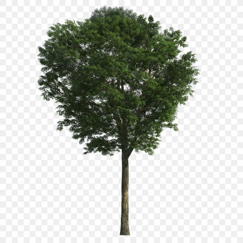 3D Modeling Tree Ash 3D Computer Graphics Weeping Fig, PNG, 1024x1024px, 3d Computer Graphics, 3d Modeling, Ash, Autodesk 3ds Max, Branch Download Free