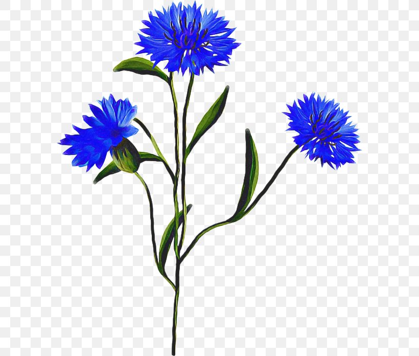 Drawing Of Family, PNG, 600x696px, Cornflower, Aster, Blue, China Aster, Daisy Family Download Free