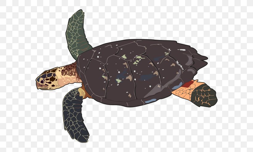 Loggerhead Sea Turtle Hawksbill Sea Turtle Leatherback Sea Turtle, PNG, 700x494px, Loggerhead Sea Turtle, Animal, Box Turtle, Box Turtles, Dermochelys Download Free