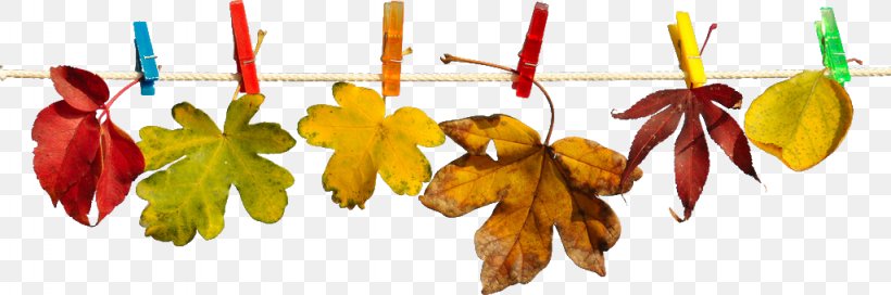 LYTOS EN L´HOSPITALET DE LLOBREGAT, PNG, 1024x340px, Autumn, College, Flower, Idea, Lead Download Free