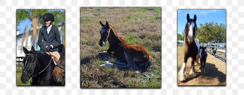 Mustang Thoroughbred Stallion Rein Equestrian, PNG, 1920x750px, Mustang, Bridle, Equestrian, Farm, Farm Tours Of Ocala Download Free