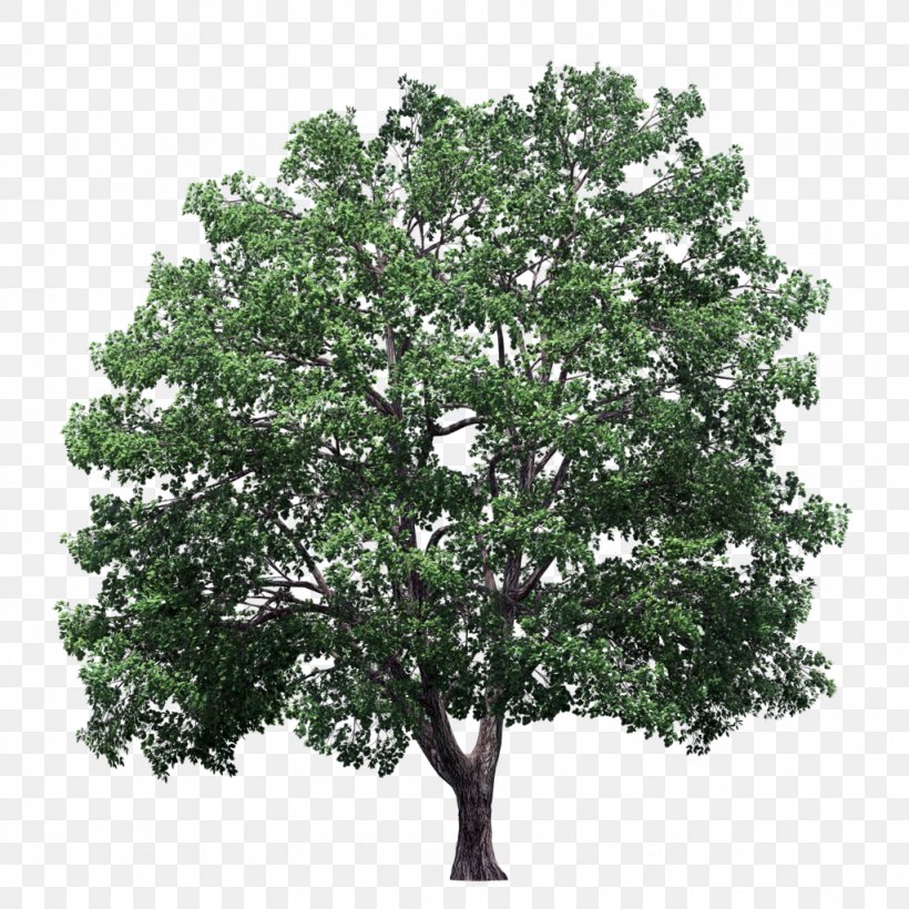 Plane Trees Crown Elm, PNG, 1024x1024px, Tree, Arecaceae, Branch, Crown, Cupressus Download Free