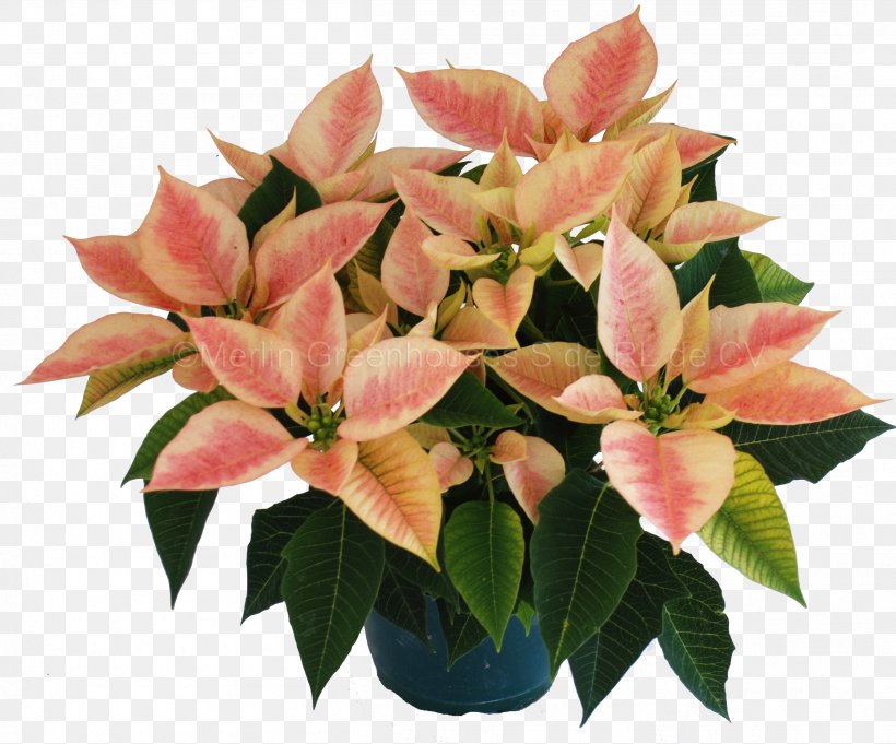 Poinsettia Flowerpot Cut Flowers Houseplant, PNG, 2514x2090px, Poinsettia, Bract, Christmas, Christmas Eve, Color Download Free