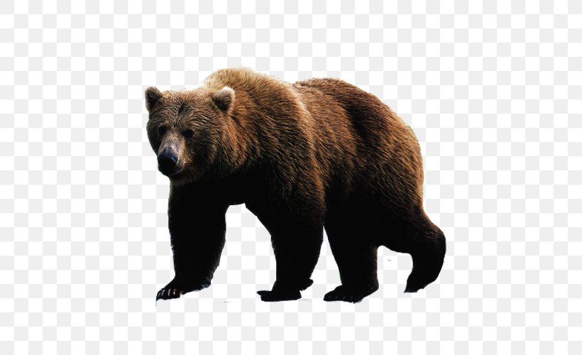 Polar Bear Cartoon, PNG, 500x500px, Bear, American Black Bear, Animal Figure, Bear Hunting, Brown Download Free