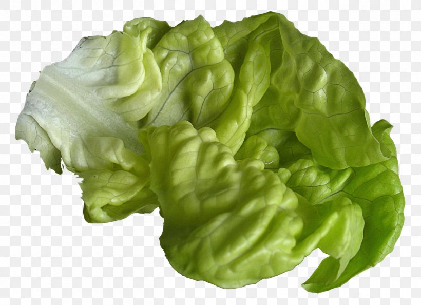 Romaine Lettuce, PNG, 1359x985px, Lettuce Sandwich, Flac, Food, Leaf, Leaf Vegetable Download Free