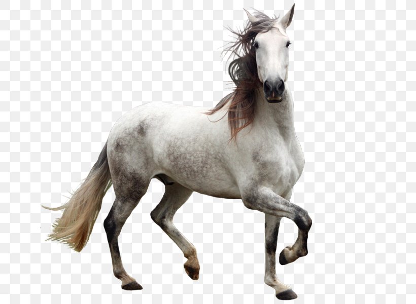 Andalusian Horse Welsh Pony And Cob, PNG, 750x600px, Andalusian Horse, Drawing, Horse, Horse Like Mammal, Horse Tack Download Free