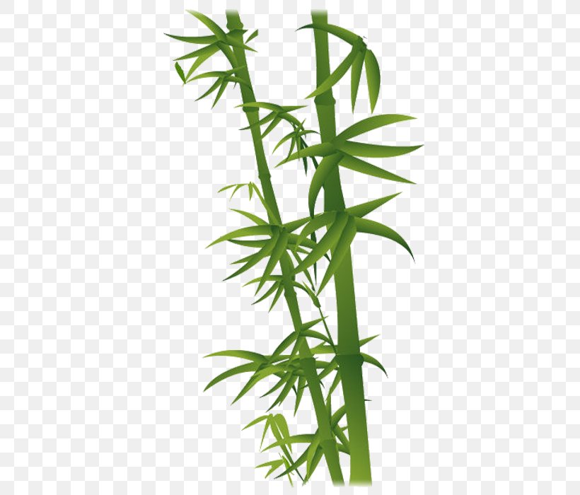 Bamboo Bamboe, PNG, 700x700px, Bamboo, Bamboe, Cannabis, Grass, Hemp Download Free