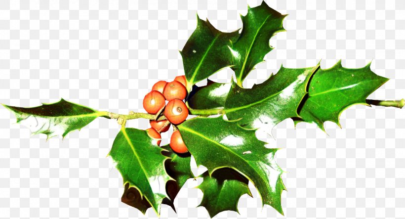 Christmas Tree Branch, PNG, 1584x856px, Twig, American Holly, Aquifoliales, Berries, Branch Download Free