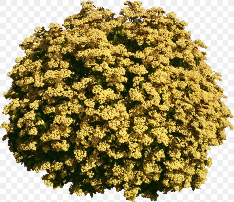 Tree Plant Yellow, PNG, 1252x1080px, Tree, Alyssum, Annual Plant, Chrysanths, Color Download Free