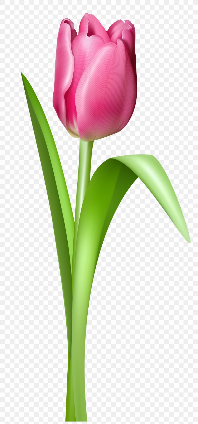 Flower Clip Art, PNG, 1924x4108px, The Black Tulip, Black Tulip, Bud, Close Up, Color Download Free